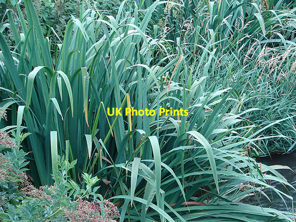 Photo 6"x4" Reeds beside the Hiz Hitchin c2008