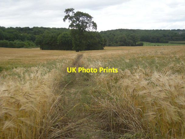 Photo 6"x4" Footpath across a field of barley Easthopewood c2008