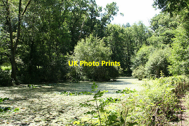 Photo 6"x4" Widecombe in the Moor: pond at Newbridge Marsh Holne c2008