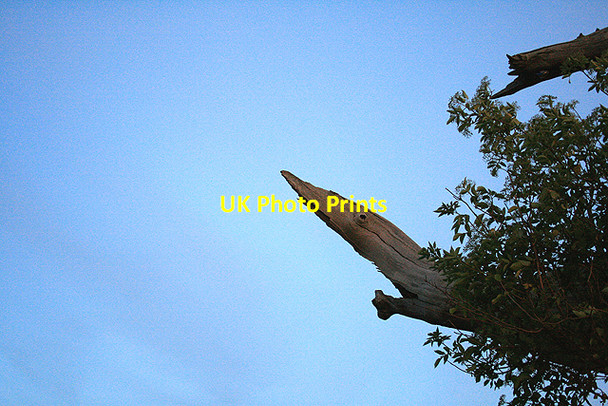 Photo 6"x4" Shark Headed Tree Dale Moor c2008