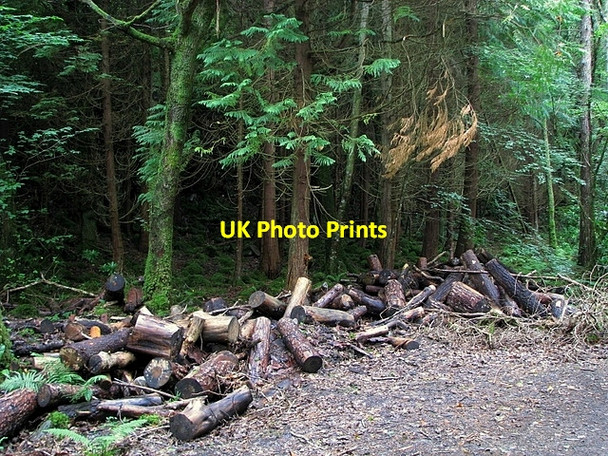 Photo 6"x4" Trees and logs, Ards Forest Park Portnablahy c2008