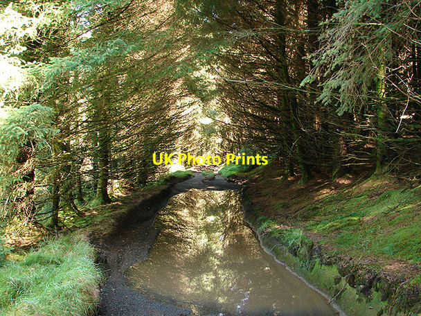 Photo 6"x4" Waterlogged track in Bryn Gwyn Forest Bryn Gwyn\/SN7486 c2006