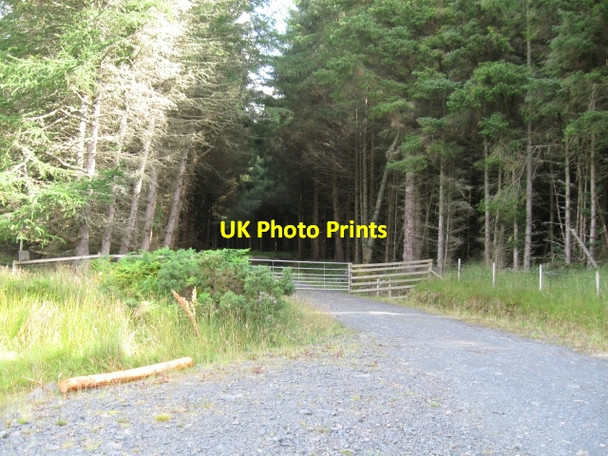Photo 6"x4" Gate in forest track at forest edge Inverroy c2008