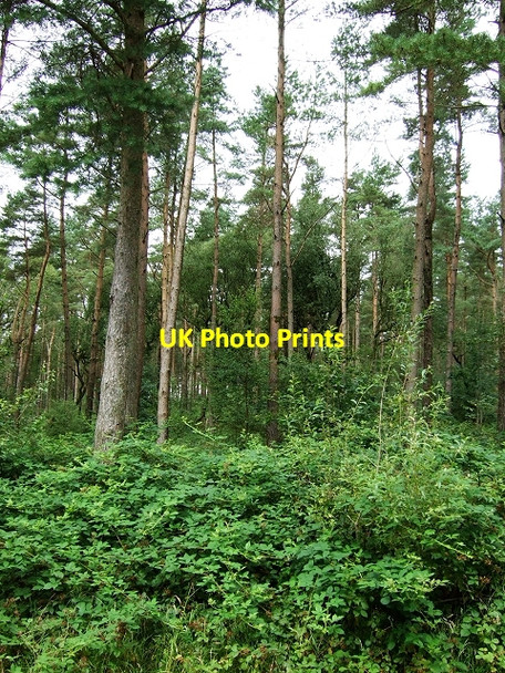 Photo 6"x4" Coed y Rhaiadr Pen-common c2008