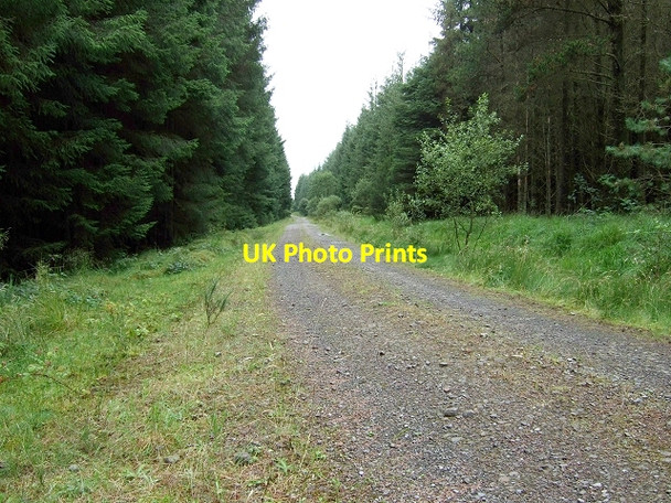 Photo 6"x4" Trackway, Coed y Rhaiadr Pen-common c2008