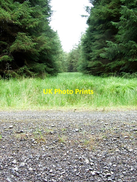 Photo 6"x4" Pathway through the Trees, Coed y Rhaiadr Pen-common c2008