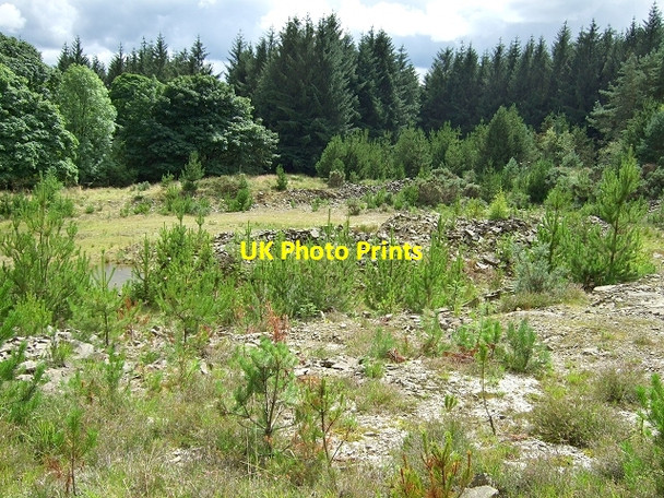 Photo 6"x4" Forestry Walk, Coed y Rhaiadr Pen-common c2008