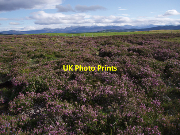Photo 6"x4" Heather Moorland near Achnahannet Achnahannet\/NH9727 c2008