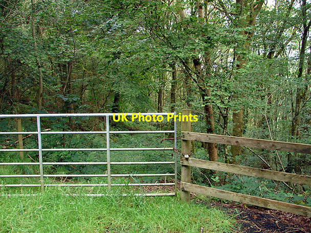 Photo 6"x4" Gate leading to a forest glade Llanfihangel-y-Creuddyn c2008