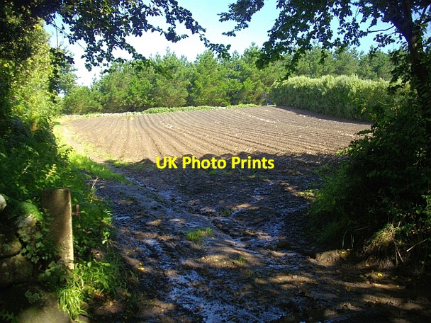 Photo 6"x4" Small field, St. Mary's Hugh Town c2008