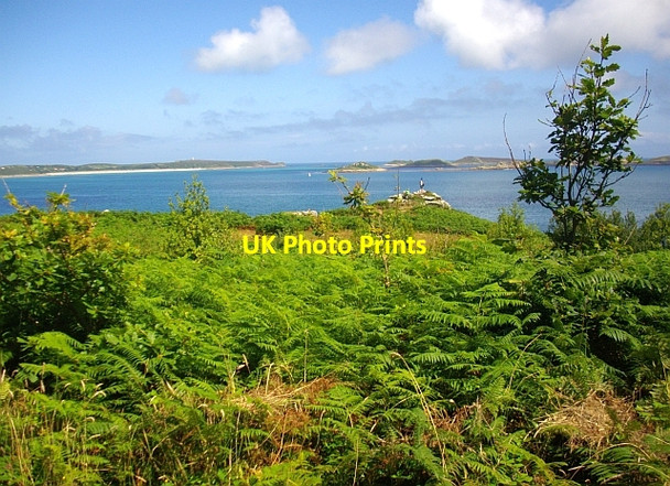 Photo 6"x4" Isles of Scilly, Tree Scheme, Innisidgen, St. Mary's Hugh Town c2008