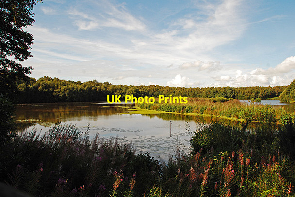 Photo 6"x4" Mere Sands Wood Rufford c2008