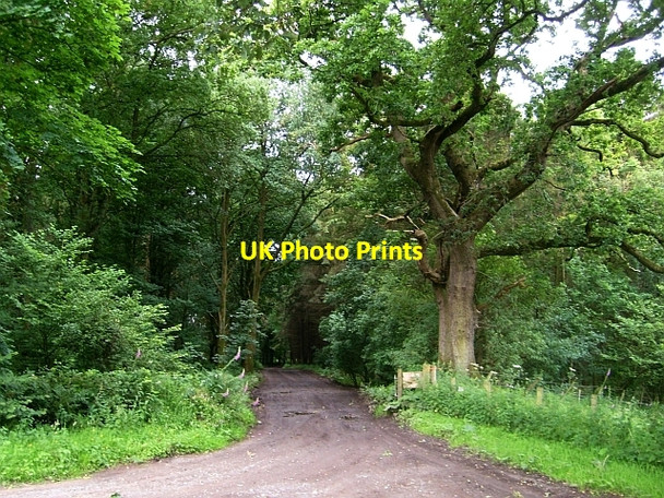 Photo 6"x4" Private track through Breconhill Plantation Brampton\/NY5261 c2008