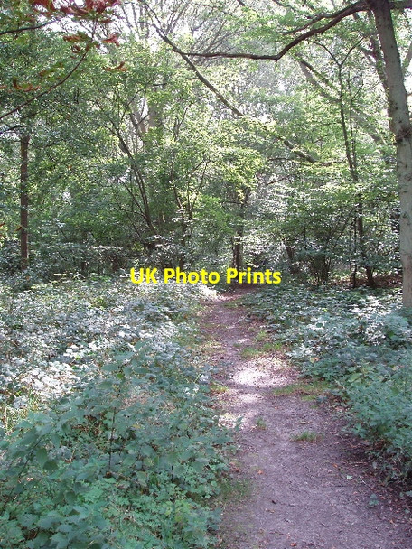 Photo 6"x4" Permissive footpath on Moorend Common Moor Common c2008