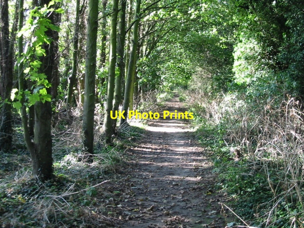 Photo 6"x4" Looking S along footpath Gore Street c2008