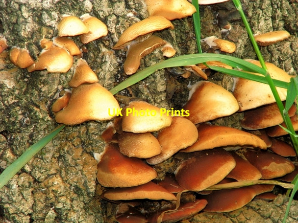 Photo 6"x4" Fungi, Corrog Wood Portaferry c2008