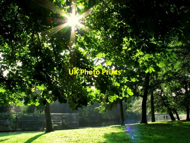 Photo 6"x4" Sun and trees, Ward Park Bangor\/J5081 c2008