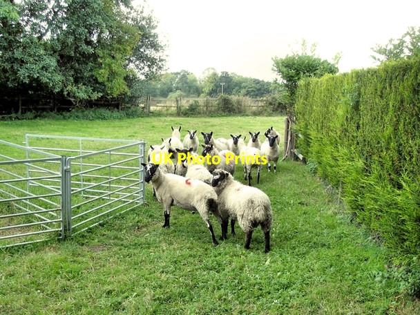 Photo 6"x4" Rowton - footpath 1 Rowton\/SJ4464 c2008