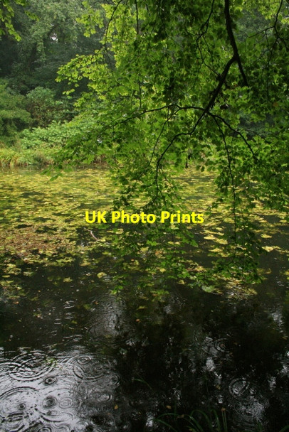Photo 6"x4" Wallington, Garden Pond in the Rain Cambo\/NZ0285 c2008