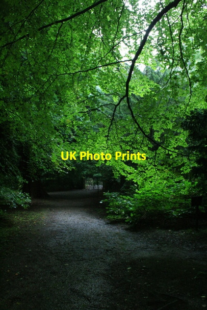 Photo 6"x4" Wallington Hall Woods Cambo\/NZ0285 c2008