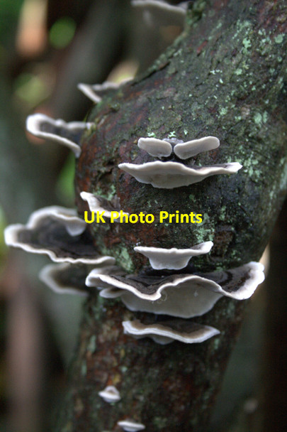 Photo 6"x4" Fungus on the Labyrinth Trunks Knocklaw c2008