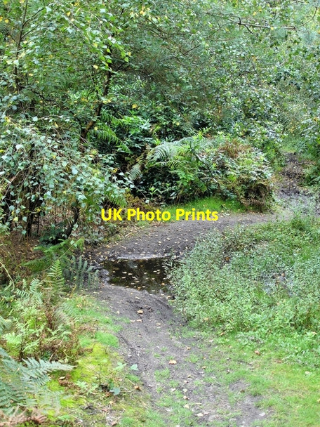 Photo 6"x4" Delamere - on the track from the Sandstone Trail to Black Lake Woodside\/SJ5270 c2008