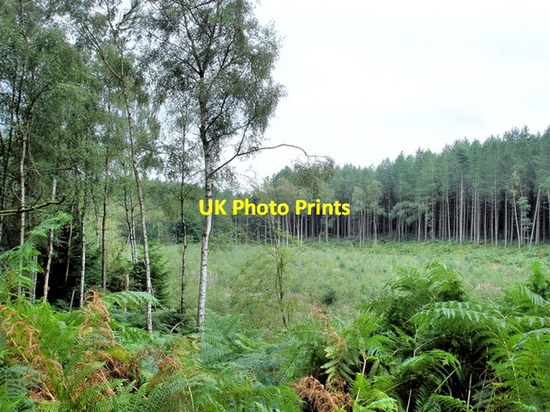 Photo 6"x4" Manley - Delamere Forest - near  the crossing of the Delamere Way and the Sandstone Trail Manley Common c2008