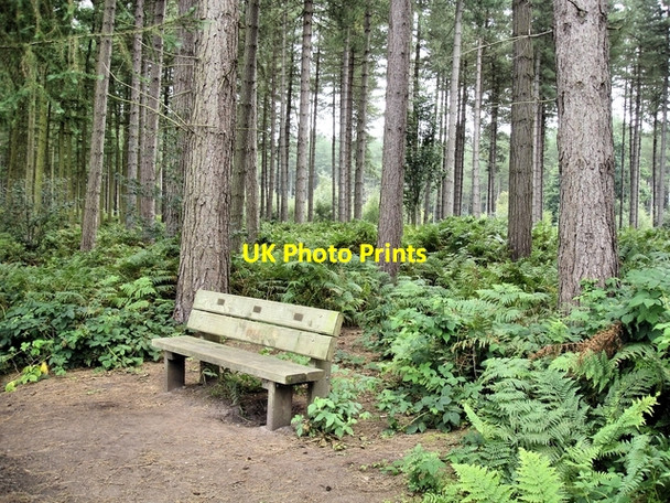 Photo 6"x4" Norley - Delamere Forest - bench beside track at the forest edge Commonside\/SJ5473 c2008