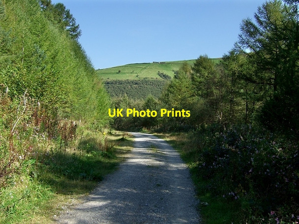 Photo 6"x4" Garw Forestry Walk Pontycymer c2008