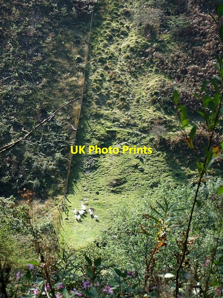 Photo 6"x4" Birds of a Feather Pontycymer c2008