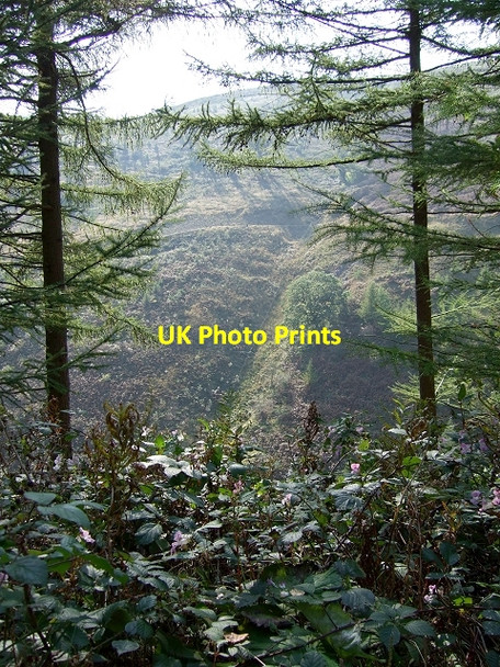 Photo 6"x4" Base of Mynydd Moelgeila, Garw Forest Pontycymer c2008