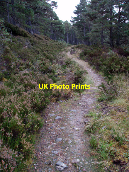 Photo 6"x4" Footpath, Abernethy Forest Clachaig\/NJ0218 c2008