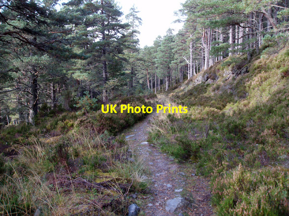 Photo 6"x4" Footpath in Abernethy Forest Clachaig\/NJ0218 c2008