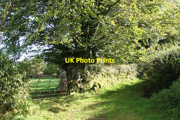 Photo 6"x4" Peter Tavy: old track and tree Cudlipptown c2008