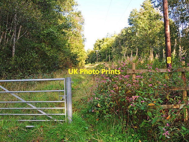 Photo 6"x4" Forest Track on Drummond Hill Fearnan c2008