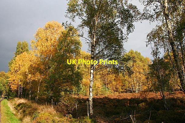 Photo 6"x4" Autumn Colours Carnach\/NJ0048 c2008