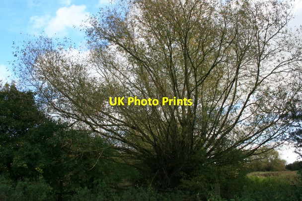 Photo 6"x4" Pollarded Willow Ambaston c2008