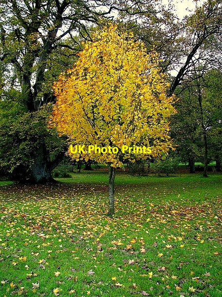 Photo 6"x4" Tree, Castle Park Bangor\/J5081 c2008