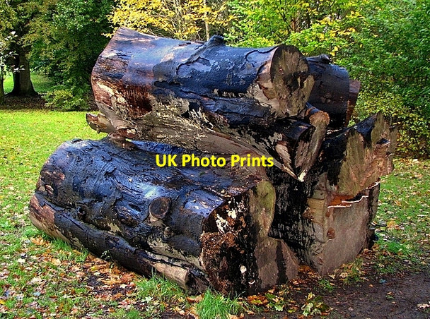 Photo 6"x4" Rotting timber, Castle Park Bangor\/J5081 c2008 P1