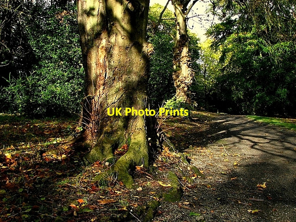 Photo 6"x4" Tree and path, Castle Park Bangor\/J5081 c2008
