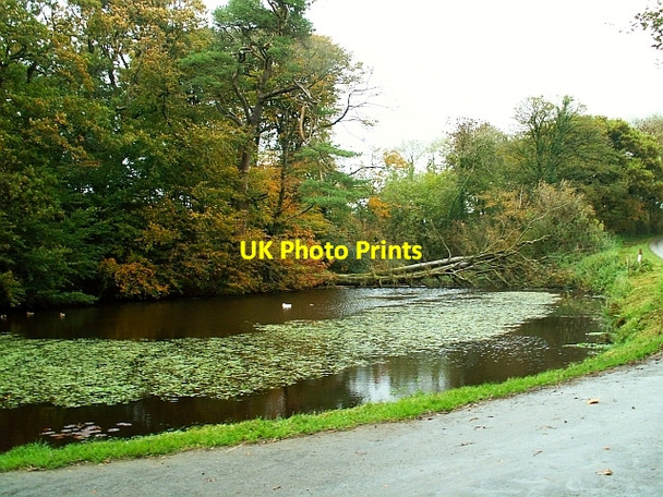 Photo 6"x4" Duck pond at Gelli Fawr Farm Five Roads c2008