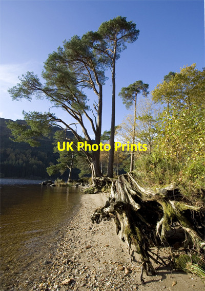 Photo 6"x4" Loch Eck and woodland Whistlefield\/NS1493 c2008