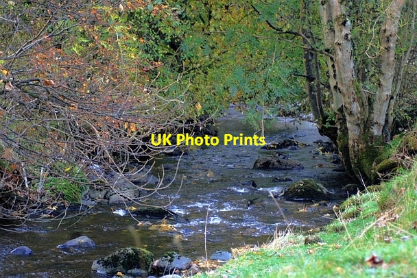 Photo 6"x4" Trout Beck Scales\/NY3426 c2008