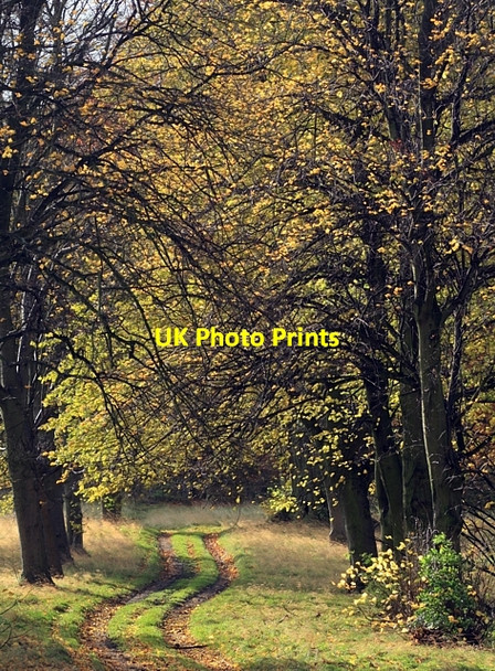 Photo 6"x4" Autumnal avenue, Ledston Park Ledston c2008