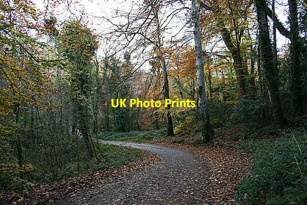 Photo 6"x4" Road through Lamorran Wood Lamorran c2008