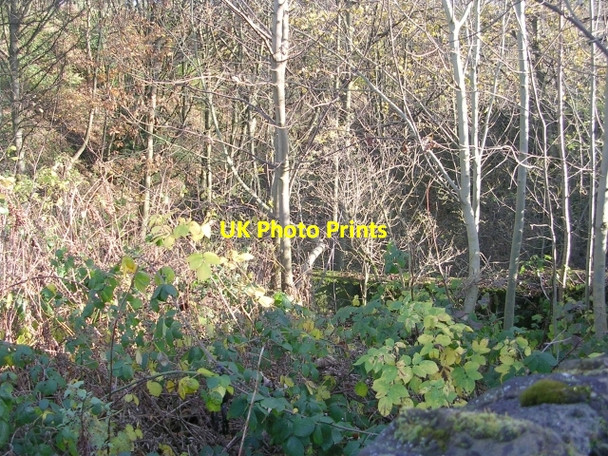 Photo 6"x4" Woodland - Thackley Road, Thackley Baildon c2008