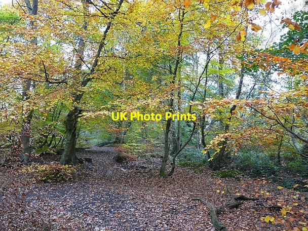 Photo 6"x4" Kingmoor (South) Nature Reserve Etterby c2008