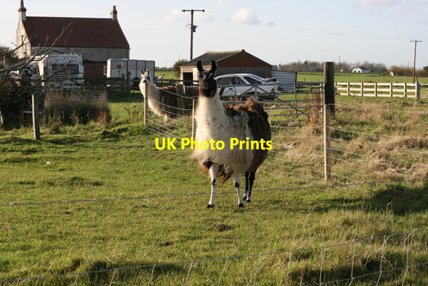 Photo 6"x4" Llamas at Nevilles Farm Withernsea c2008