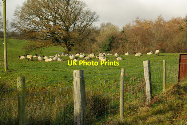 Photo 6"x4" Sheep at Erwddallen entrance Llanafan-fawr c2008