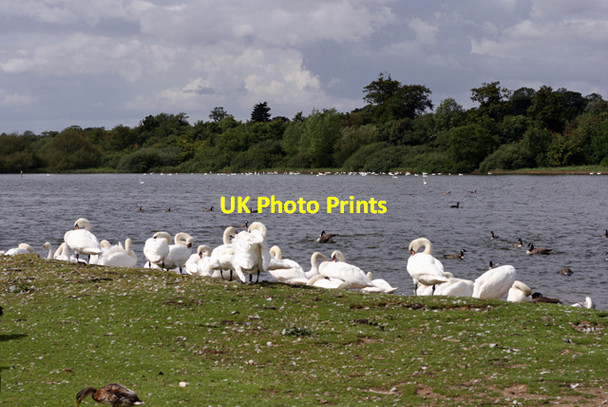 Photo 6"x4" Swans and geese, Hornsea Mere Hornsea c2007